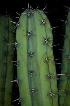 Spine: a modified leaf; determining if a structure is modified leaf or stem may require anatomical and developmental study - [Cactaceae]